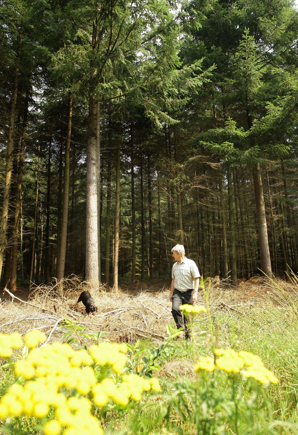 Aus einem Wald mit Douglasien geht ein Mann mit seinem Hund bei Sellhorn in Niedersachsen spazieren