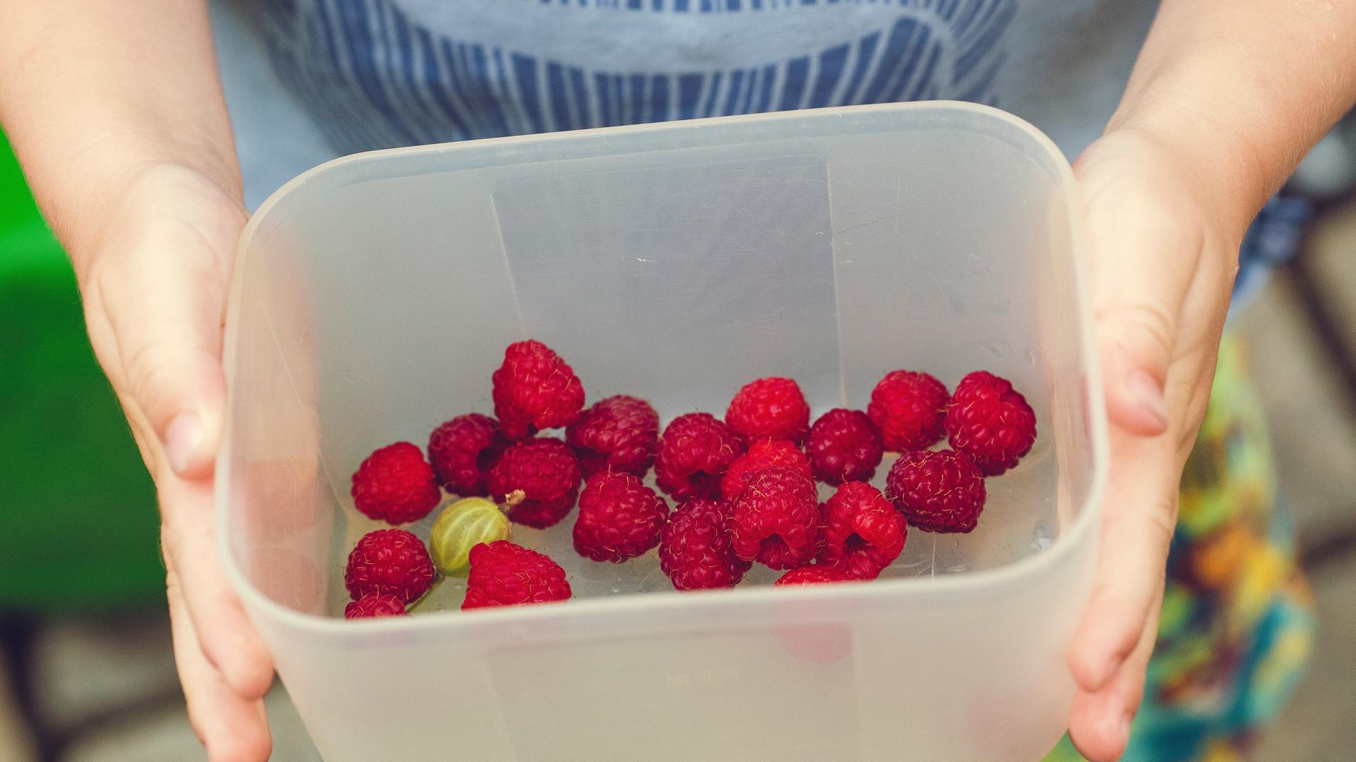 Ein Kind hält einen Plastikbehälter in der Hand, in dem frisch geplückte Himbeeren liegen. Ein Kind hält einen Plastikbehälter in der Hand, in dem frisch geplückte Himbeeren liegen.