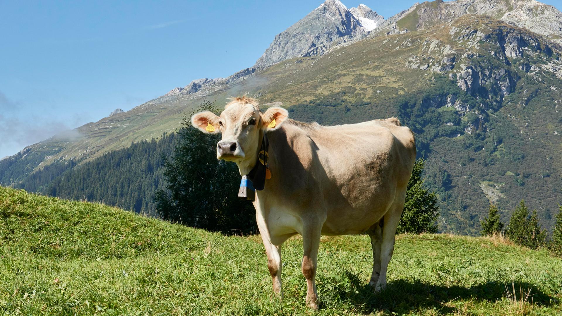 Kühe können wahre Diven sein - wie es auf der Alp wirklich ist, erzählt dieses Feature. Zu sehen: Eine Kuh auf einer Wiese schaut in die Kamera. Kühe können wahre Diven sein - wie es auf der Alp wirklich ist, erzählt dieses Feature. Zu sehen: Eine Kuh auf einer Wiese schaut in die Kamera.