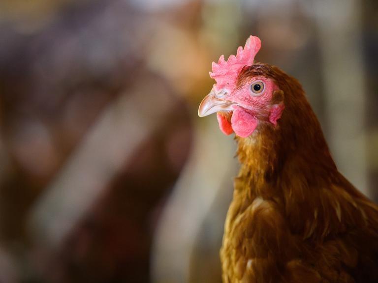 Ein Huhn steht in einem Stall eines Betriebes mit Eiern aus Freilandhaltung in der Region Hannover. Rund 16,5 Millionen Legehennen in Niedersachsen haben im vergangenen Jahr etwa 5,2 Milliarden Eier gelegt. Das hat das Landesamt für Statistik am Dienstag mitteilt.