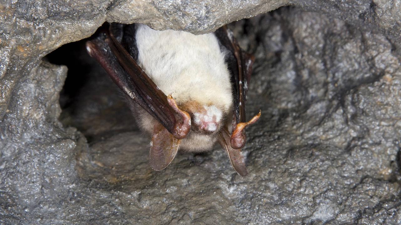 Eine Riesenfledermaus (Myotis myotis, auch Grosses Mausohr genannt) mit Weissnasen-Syndrom hängt im Winterschlaf in einer Höhle 