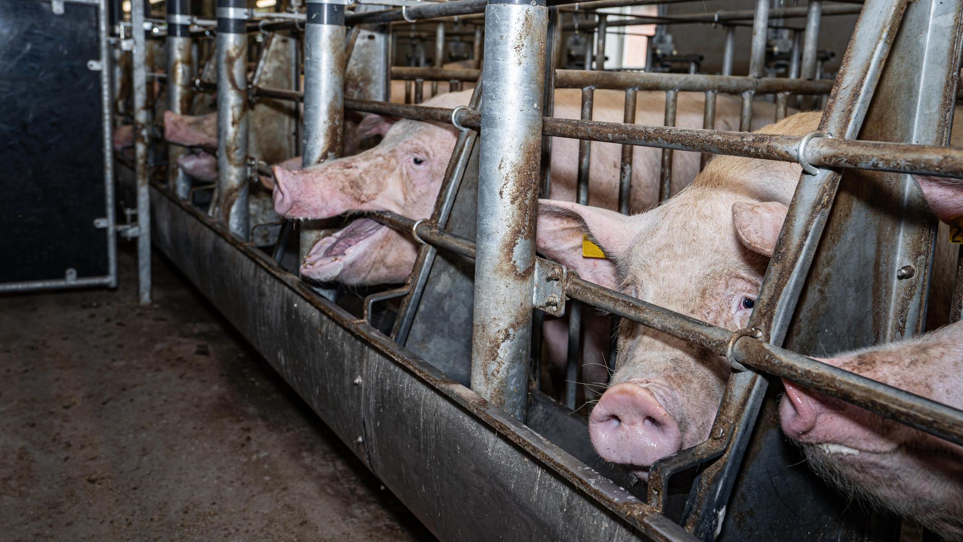 Schweine sind in engen Käfigen, sogenannter Kastenhaltung untergebracht. Schweine sind in engen Käfigen, sogenannter Kastenhaltung untergebracht.