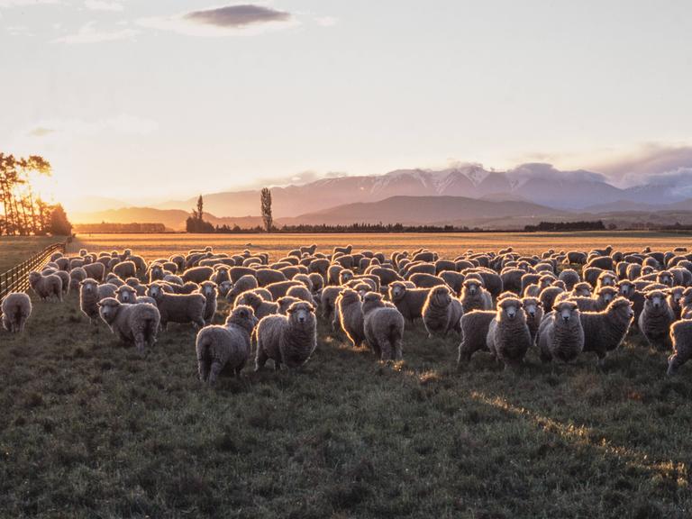Eine Herde Merinoschafe steht auf einer Weide in der Nähe von Christchurch in Neuseeland.