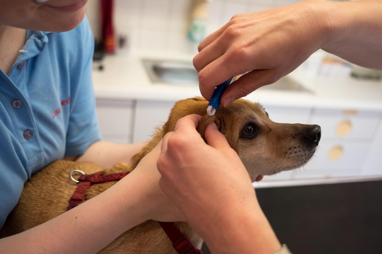 Ein Hund wird in der Tierarztpraxis untersucht.