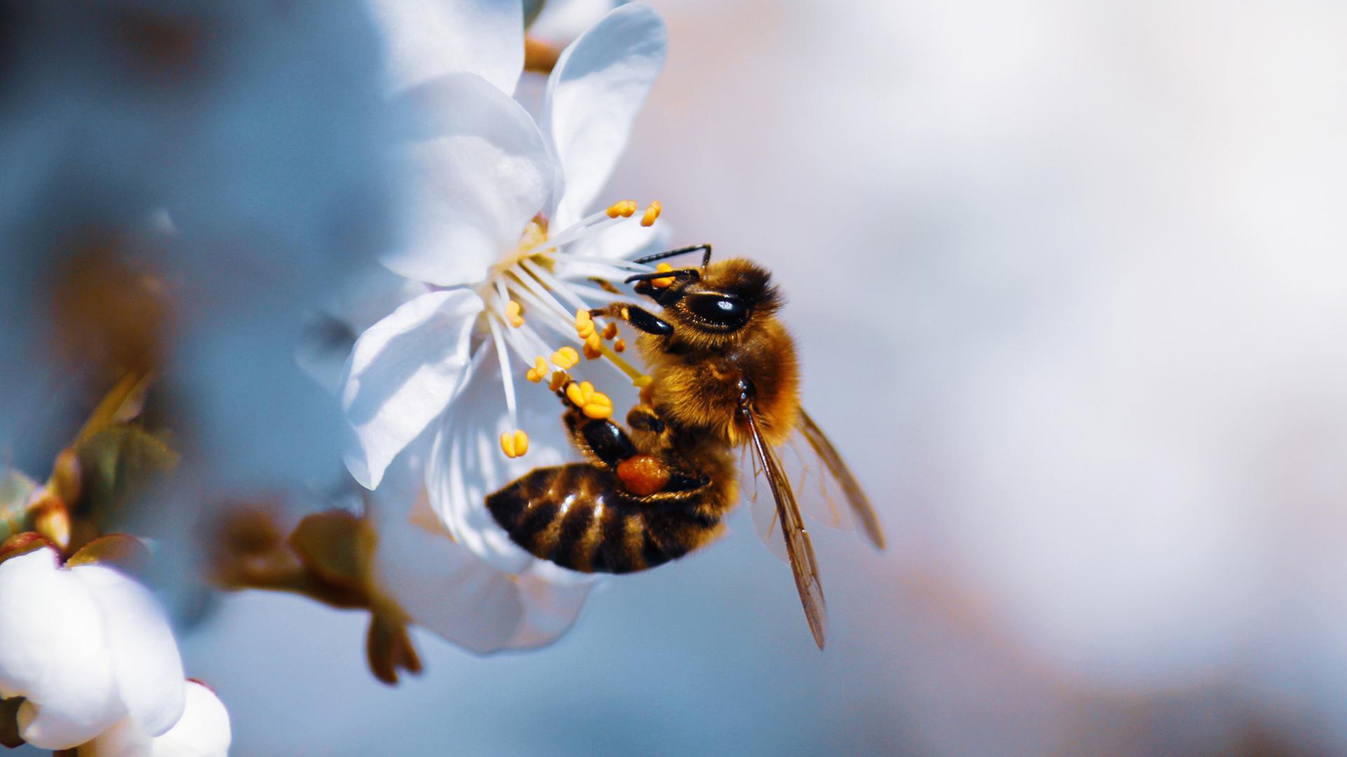 Eine Biene hängt an einer weißen Blume. 