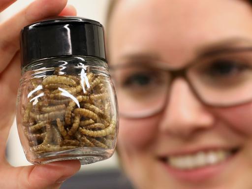 Getrocknete Mehlwürmer zur Gewinnung von Insektenmehl für Lebensmittel