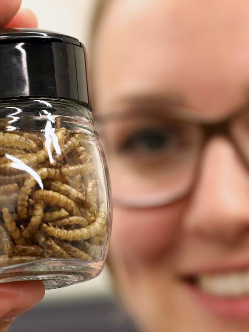 Getrocknete Mehlwürmer zur Gewinnung von Insektenmehl für Lebensmittel