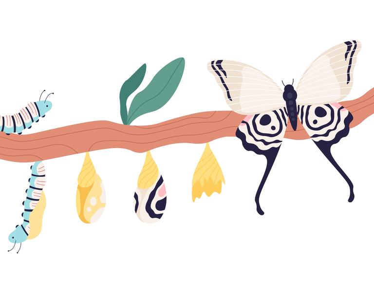 Illustration einer Metamorphose von Raupe bis Schmetterling. Zu sehen ist ein Zweig mit Blättern. Links sitzt eine Raupe. Weiter rechts folgen die verschiedenen Entwicklungsstufen. Ganz rechts sitzt ein Schmetterling.