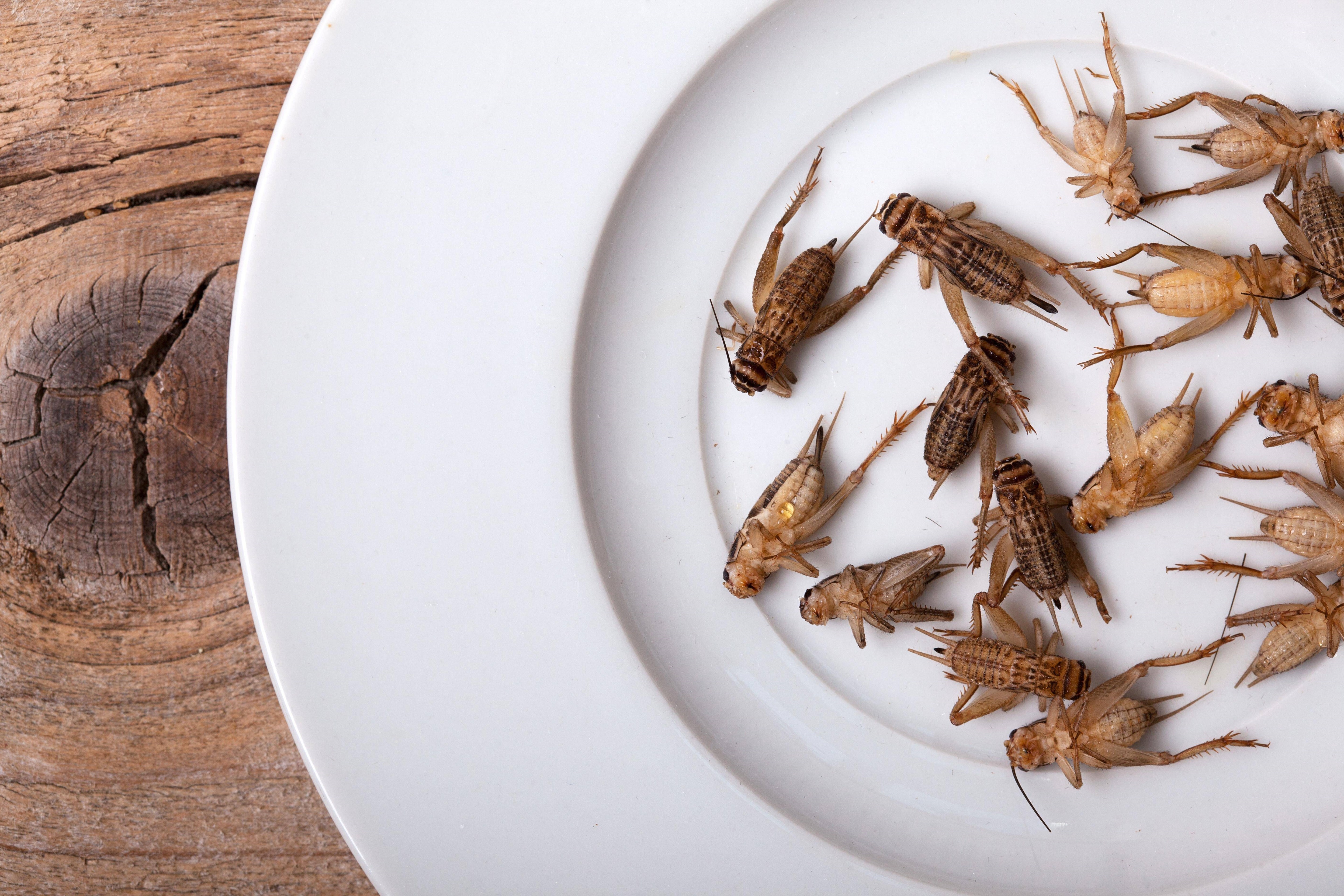 Nahrungsmittel - Katar verbietet Beimischung von Insektenbestandteilen