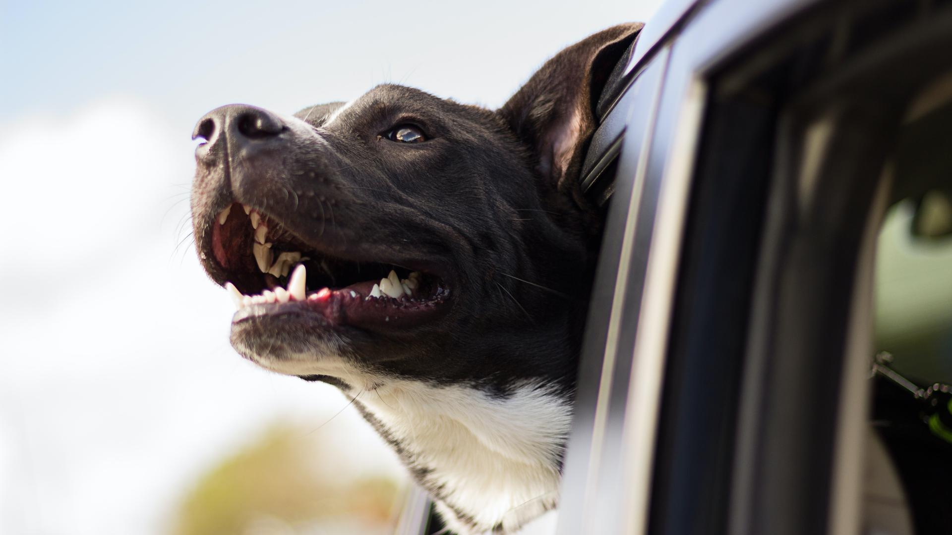 Ein großer Hund streckt seinen Kopf aus dem Fenster eines Autos. Es sieht ein bisschen so aus als würde er lächeln.