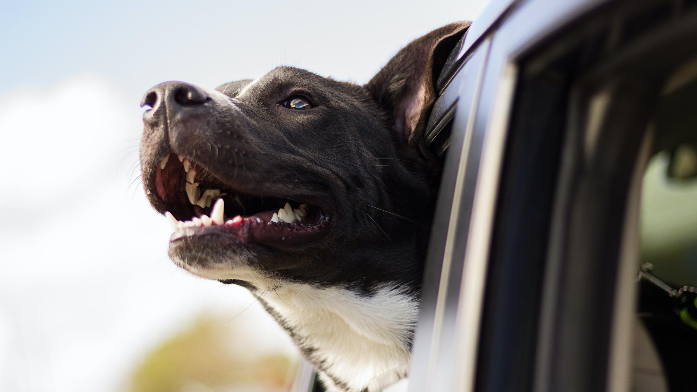 Ein großer Hund streckt seinen Kopf aus dem Fenster eines Autos. Es sieht ein bisschen so aus als würde er lächeln. Ein großer Hund streckt seinen Kopf aus dem Fenster eines Autos. Es sieht ein bisschen so aus als würde er lächeln.