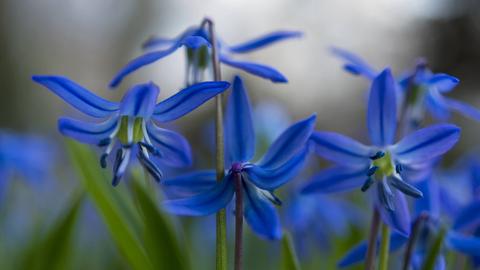 Das Foto zeigt die blauen Blüten des Sibirischen Blausterns in Nahaufnahme.