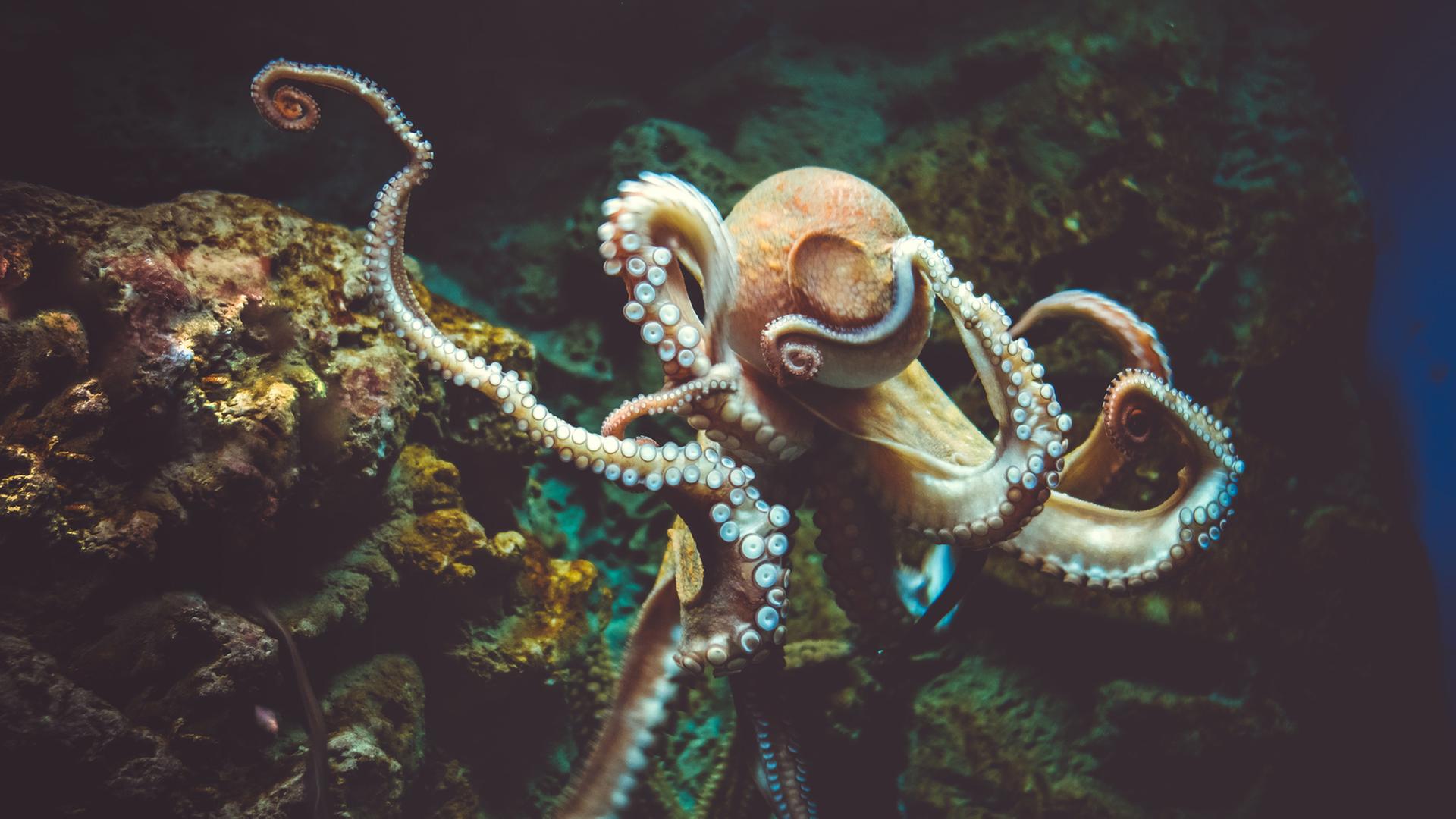 Ein Oktopus unter Wasser. Ein Oktopus unter Wasser.