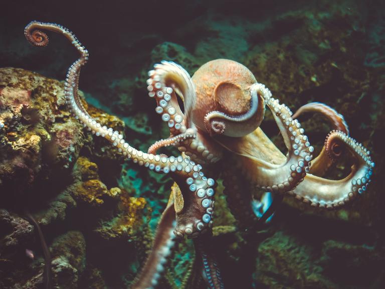 Ein Oktopus unter Wasser.