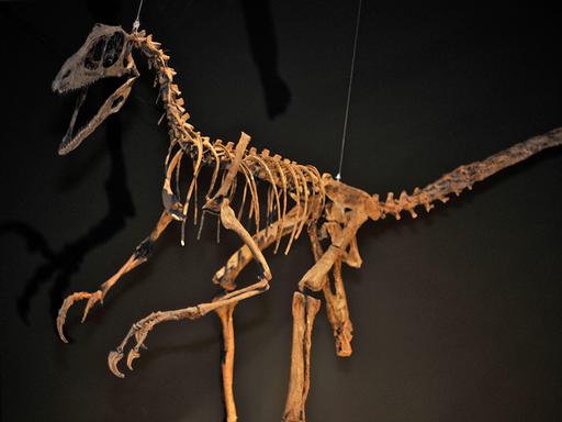 Dinosaurierskelett von einem "Deinonychus antirrhopus".