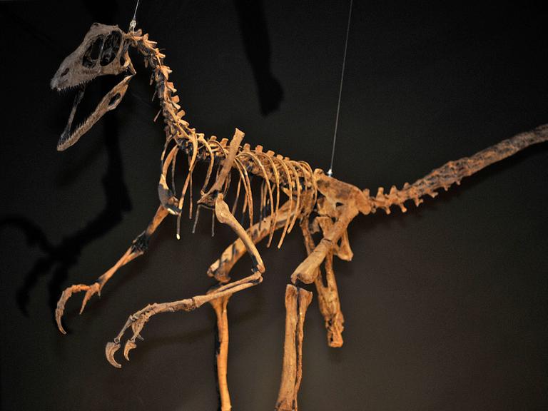 Dinosaurierskelett von einem "Deinonychus antirrhopus".