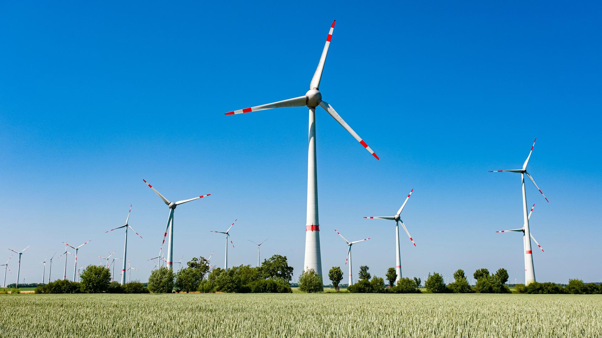 Agrarlandschaft mit grünem Weizenfeld, viele Windkraftanlagen in der Ferne. Agrarlandschaft mit grünem Weizenfeld, viele Windkraftanlagen in der Ferne.