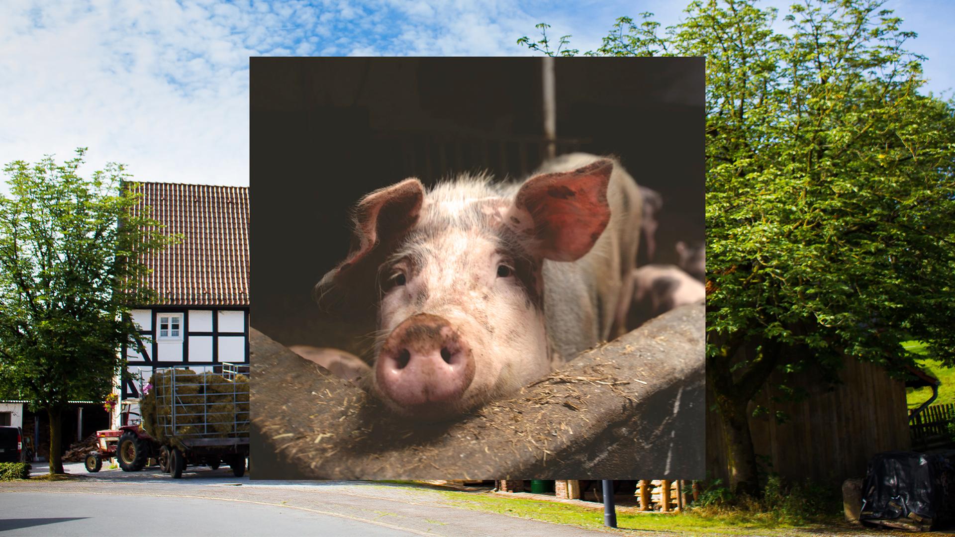 Bild in Bild: Vorn ein Schwein in einem Stall. Hintergrund: Bauernhäuser.