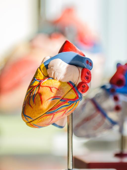 Ein anatomisches Modell eines menschlichen Herzes steht auf einem Podest.