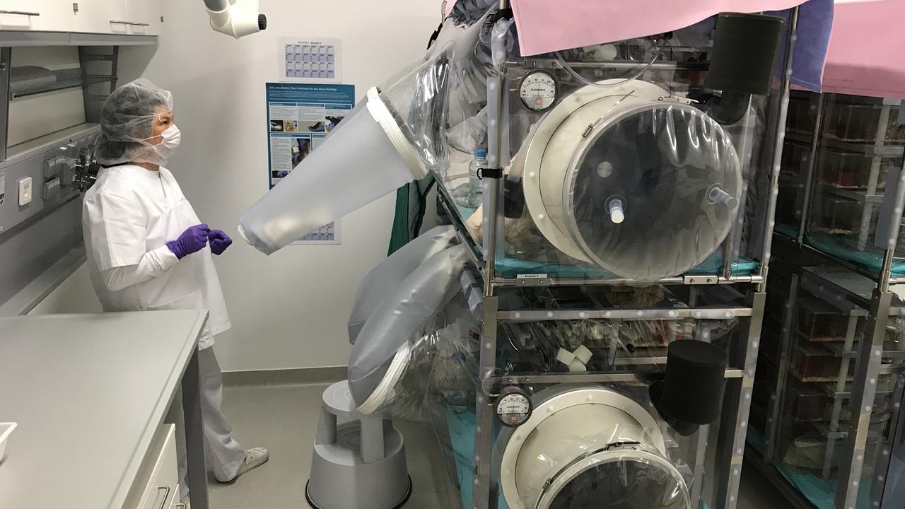 Blick in das Labor mit den keimfreien Mäusen am HKI Jena. Die Käfige sind mit Plastikumhüllungen abgeschirmt, der Zugriff erfolgt über Griffschleusen mit eingerbeiteten Handschuhen. Blick in das Labor mit den keimfreien Mäusen am HKI Jena. Die Käfige sind mit Plastikumhüllungen abgeschirmt, der Zugriff erfolgt über Griffschleusen mit eingerbeiteten Handschuhen.