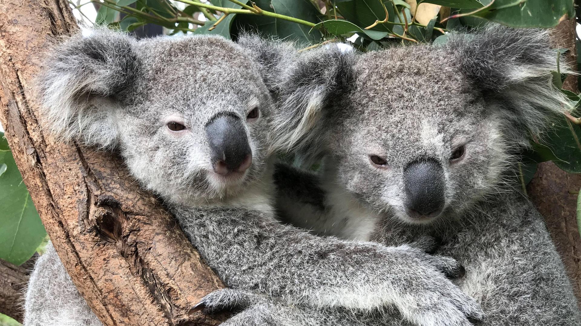 Zwei graue Koalas umarmen sich in einer Astgabel.
