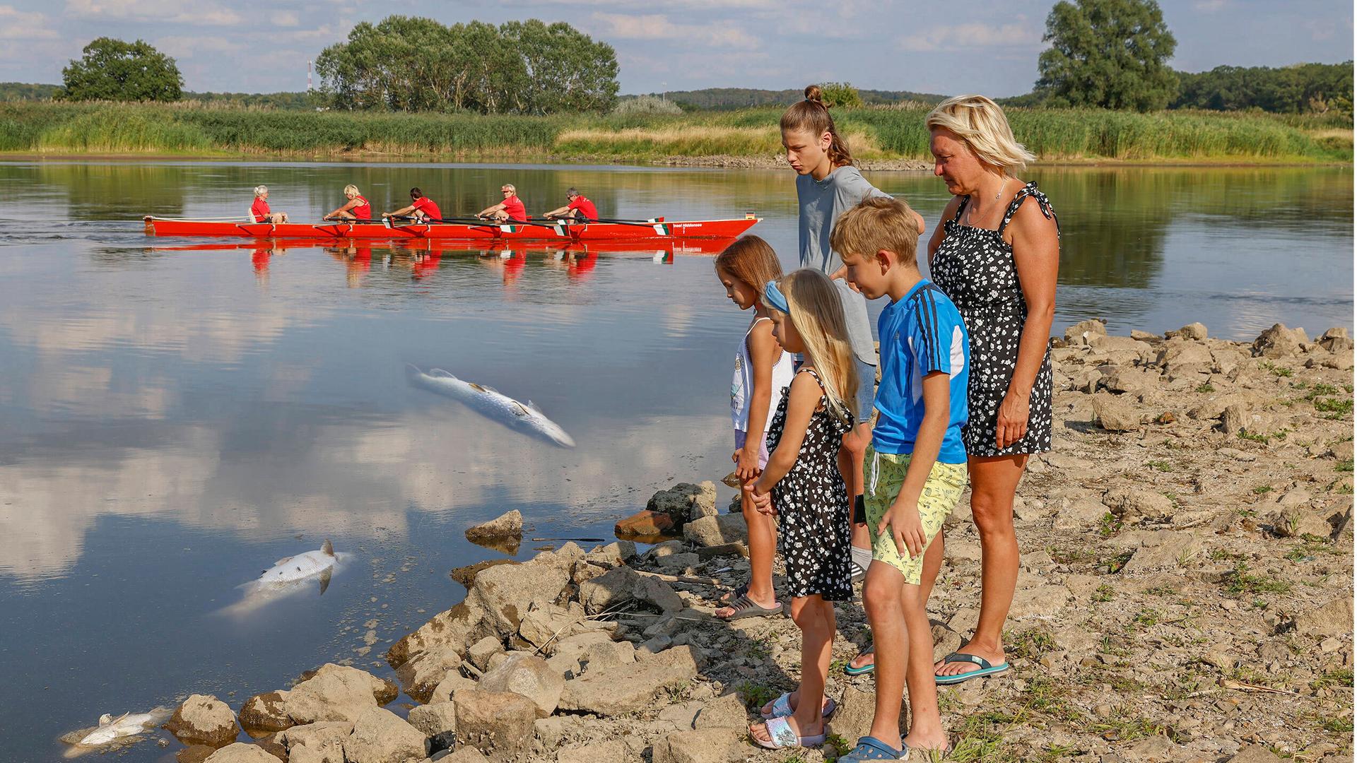 Fast an jeder Buhne konnte sind bei Ziegnwerder in der Nähe von Frankfurt (Oder) tote, angeschwemmte Fische sehen. Im Bild: Melanie Mrinowsky und ihrer Kinder stehen an der Oder und schauen auf die verstorben Fische. im Bild ist es ein Zander, eine Barbe und ein Hecht. Fast an jeder Buhne konnte sind bei Ziegnwerder in der Nähe von Frankfurt (Oder) tote, angeschwemmte Fische sehen. Im Bild: Melanie Mrinowsky und ihrer Kinder stehen an der Oder und schauen auf die verstorben Fische. im Bild ist es ein Zander, eine Barbe und ein Hecht.