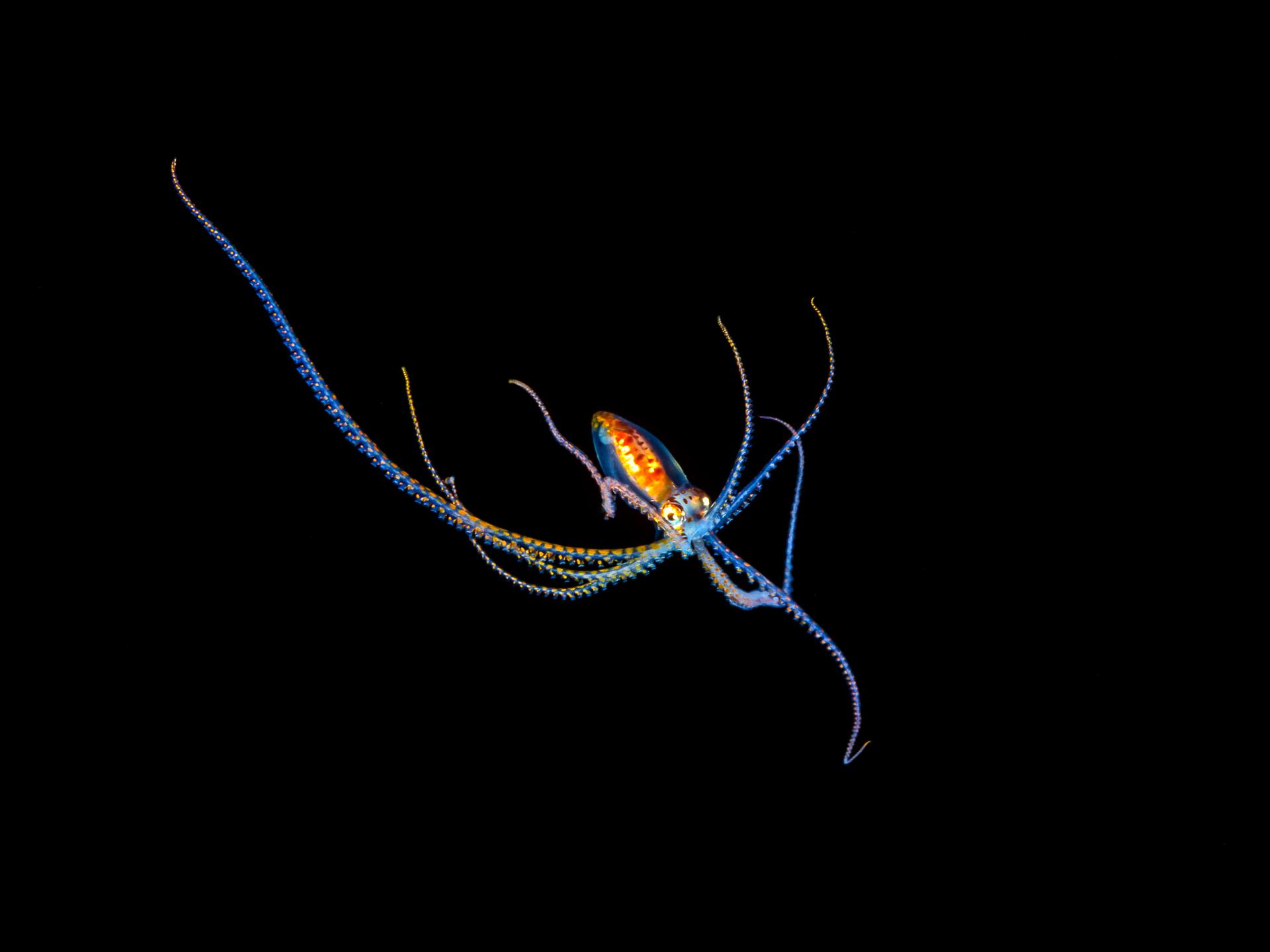 Dieses Larvenstadium eines Langarmkraken, Octopus sp., ist nicht mehr als fünf Zentimeter groß (wie abgebildet) und wurde nachts einige Meilen vor der Küste von Kona während eines Tauchgangs fotografiert.