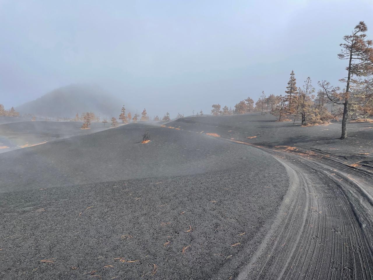 Eine von schwarzem Sand bedeckte Wüstenlandschaft mit vereinzelten Bäumen. Eine von schwarzem Sand bedeckte Wüstenlandschaft mit vereinzelten Bäumen.