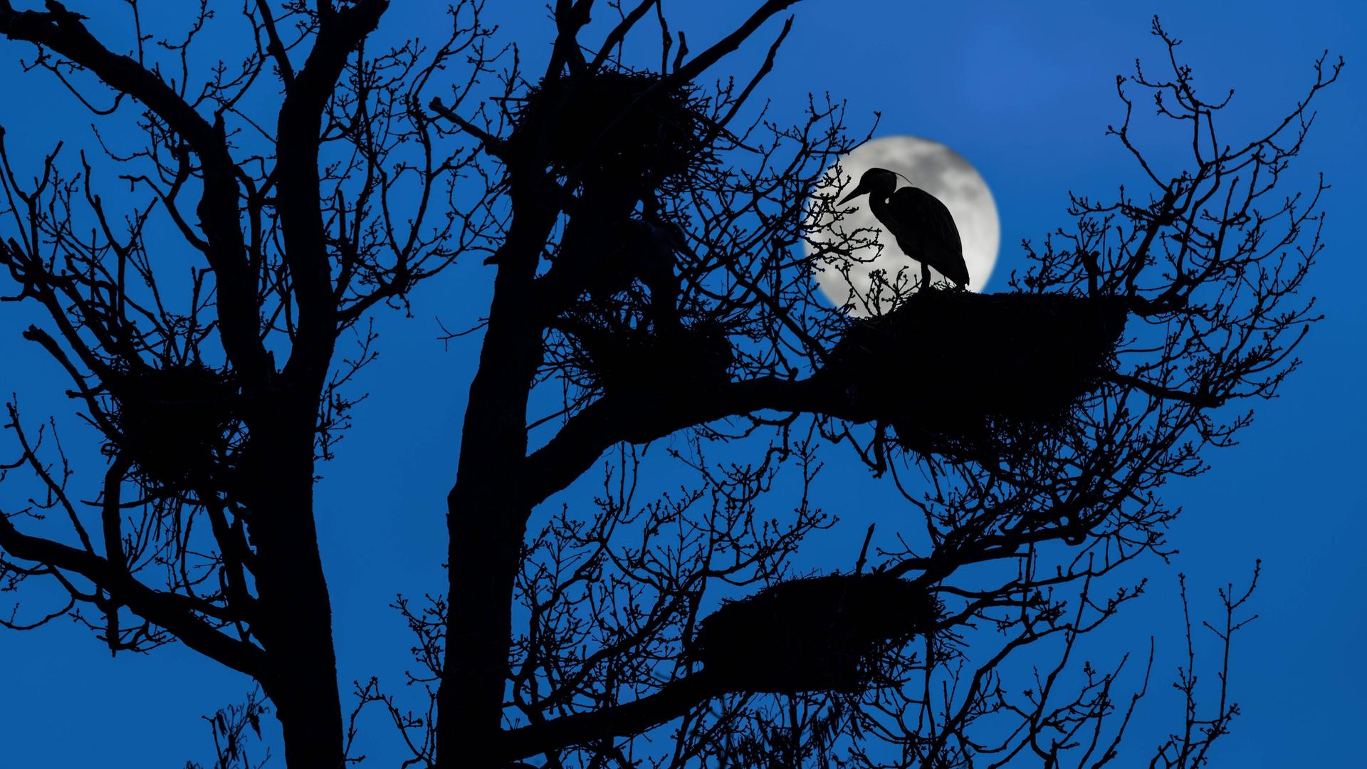 Graureiher auf dem Nest in einem Baum bei Vollmond. Graureiher auf dem Nest in einem Baum bei Vollmond.