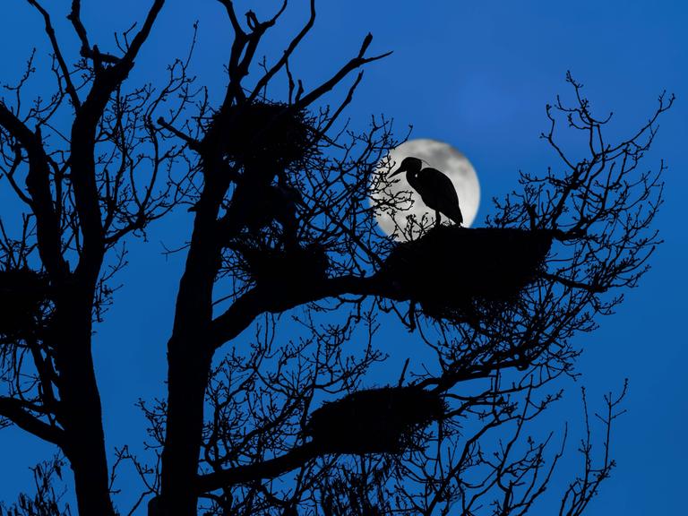 Graureiher auf dem Nest in einem Baum bei Vollmond.