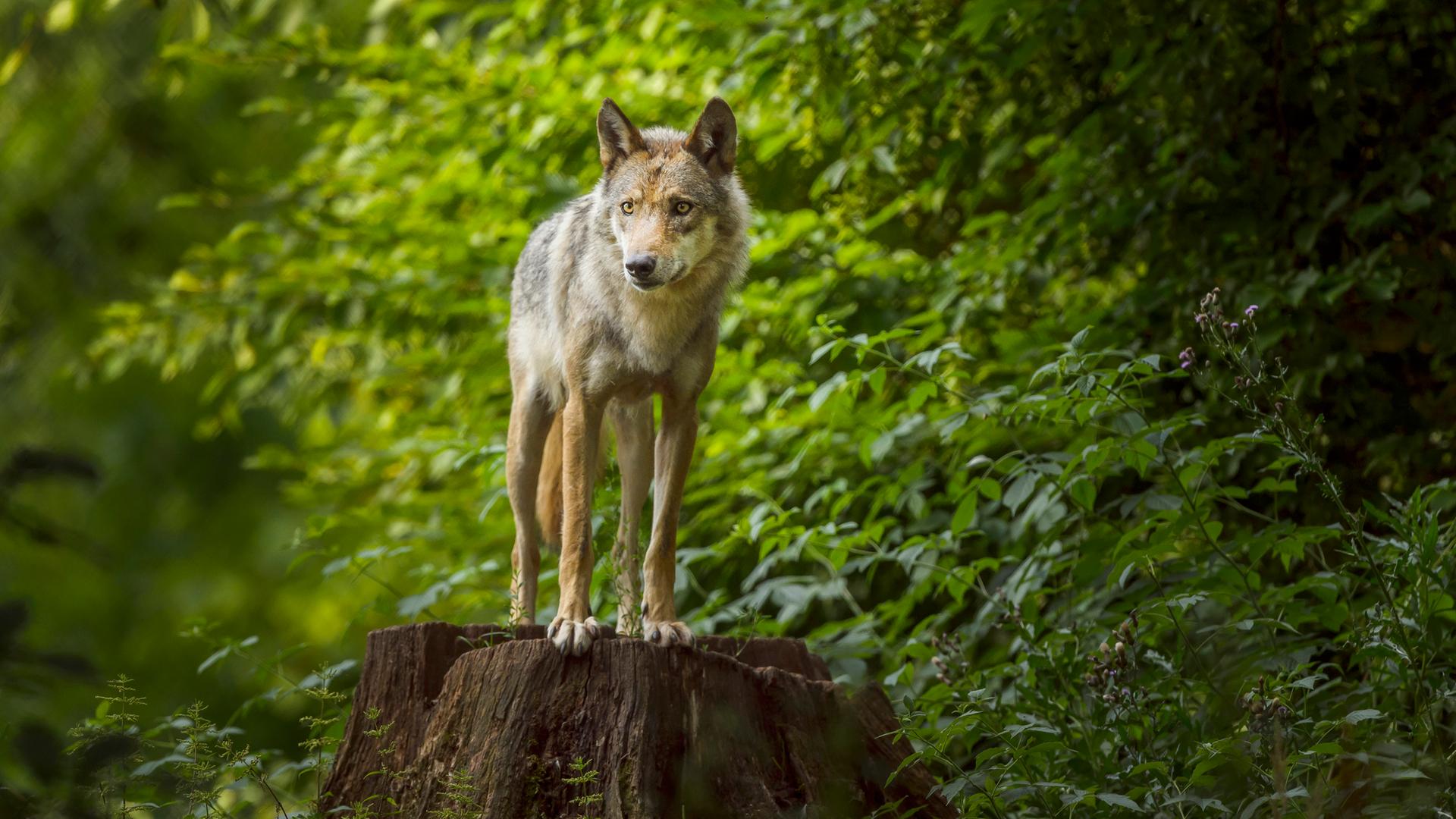 Ein Wolf steht auf einem Baumstumpf und hält Ausschau.