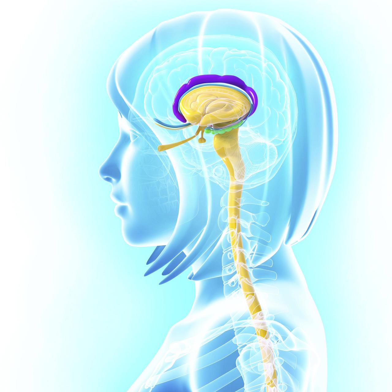 Am Computer erstellte Anatomie des Gehirns einer Frau inklusive Hippocampus Am Computer erstellte Anatomie des Gehirns einer Frau inklusive Hippocampus