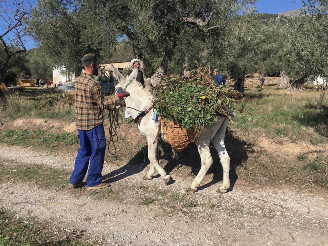 Ein Mann führt einen mit Zweigen bepackten Esel durch einen Olivenhain.