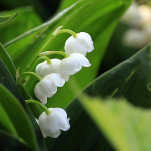 Nahaufnahme von Maiglöckchen: große grüne Blätter und mittig die typischen kleinen weißen Blüten, die aussehen wie herabhängende Lampenschirmchen oder Glöckchen.