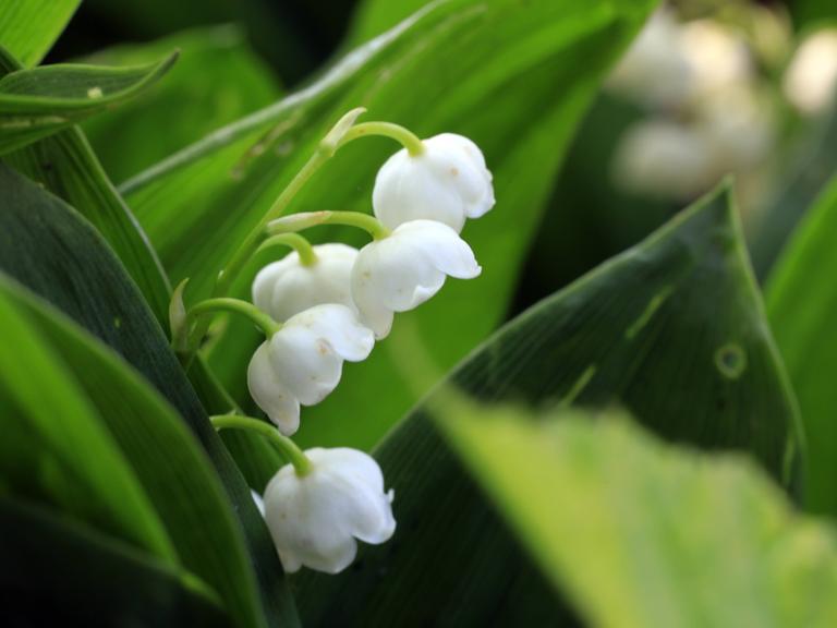 Nahaufnahme von Maiglöckchen: große grüne Blätter und mittig die typischen kleinen weißen Blüten, die aussehen wie herabhängende Lampenschirmchen oder Glöckchen.