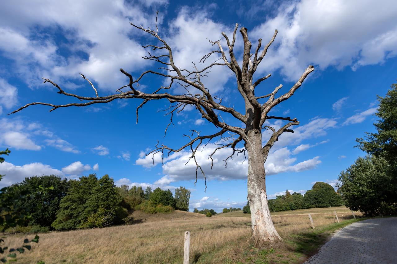 Ein abgestorbener Baum steht am Straßenrand Ein abgestorbener Baum steht am Straßenrand