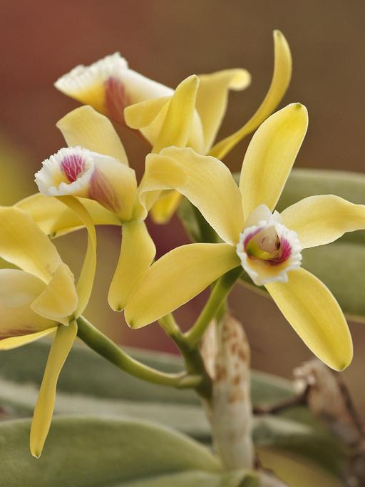 Orchidee mit gelben Blütenblättern: Cattleya luteola.