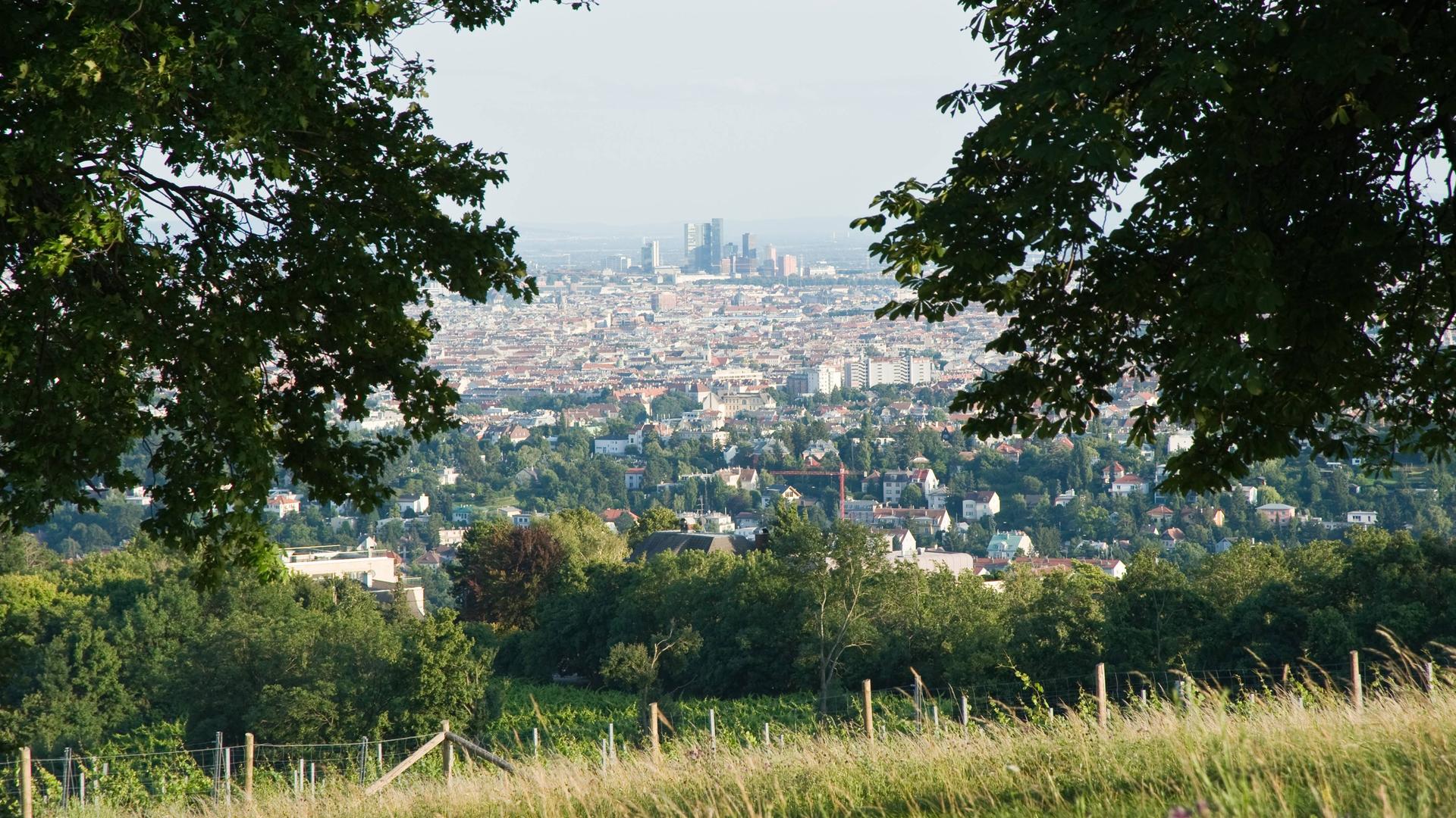 Blick von einem Weinberg aus durch Baumzweige auf eine Großstadt. Blick von einem Weinberg aus durch Baumzweige auf eine Großstadt.