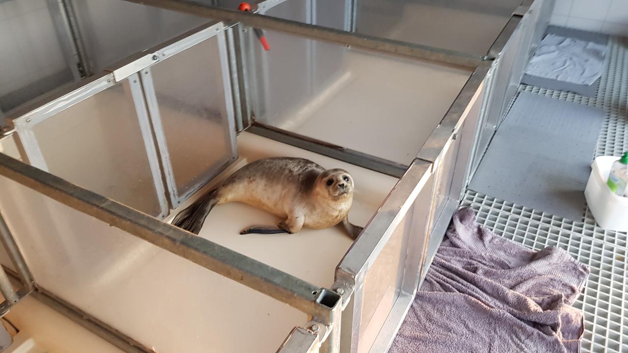 Eine junge Robbe wird in der Auffangstation auf der Nordseeinsel Föhr wieder aufgepäppelt. Das Tier liegt in enem kleinen Becken und schaut nach oben.