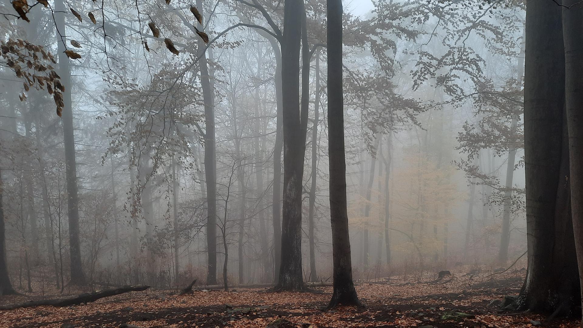Blick auf eine Waldlichtung mit verkohlten Bäumen und Ästen im Nationalpark Sächsische Schweiz, wo im Sommer Dutzende Hektar Wald brannten Blick auf eine Waldlichtung mit verkohlten Bäumen und Ästen im Nationalpark Sächsische Schweiz, wo im Sommer Dutzende Hektar Wald brannten