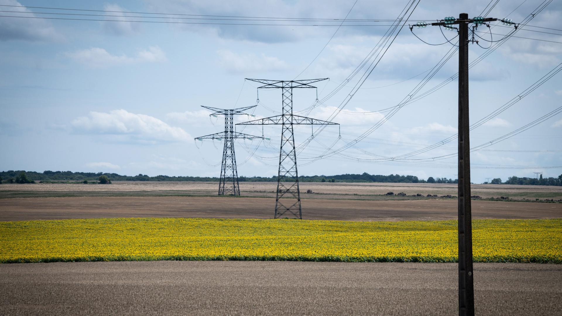 Rapsfeld mit Strommasten Rapsfeld mit Strommasten