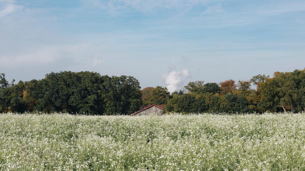 Ein Feld am Rand von Lingen mit der Dampfwolke des Kernkraftwerks Emsland hinter einer Baumreihe.