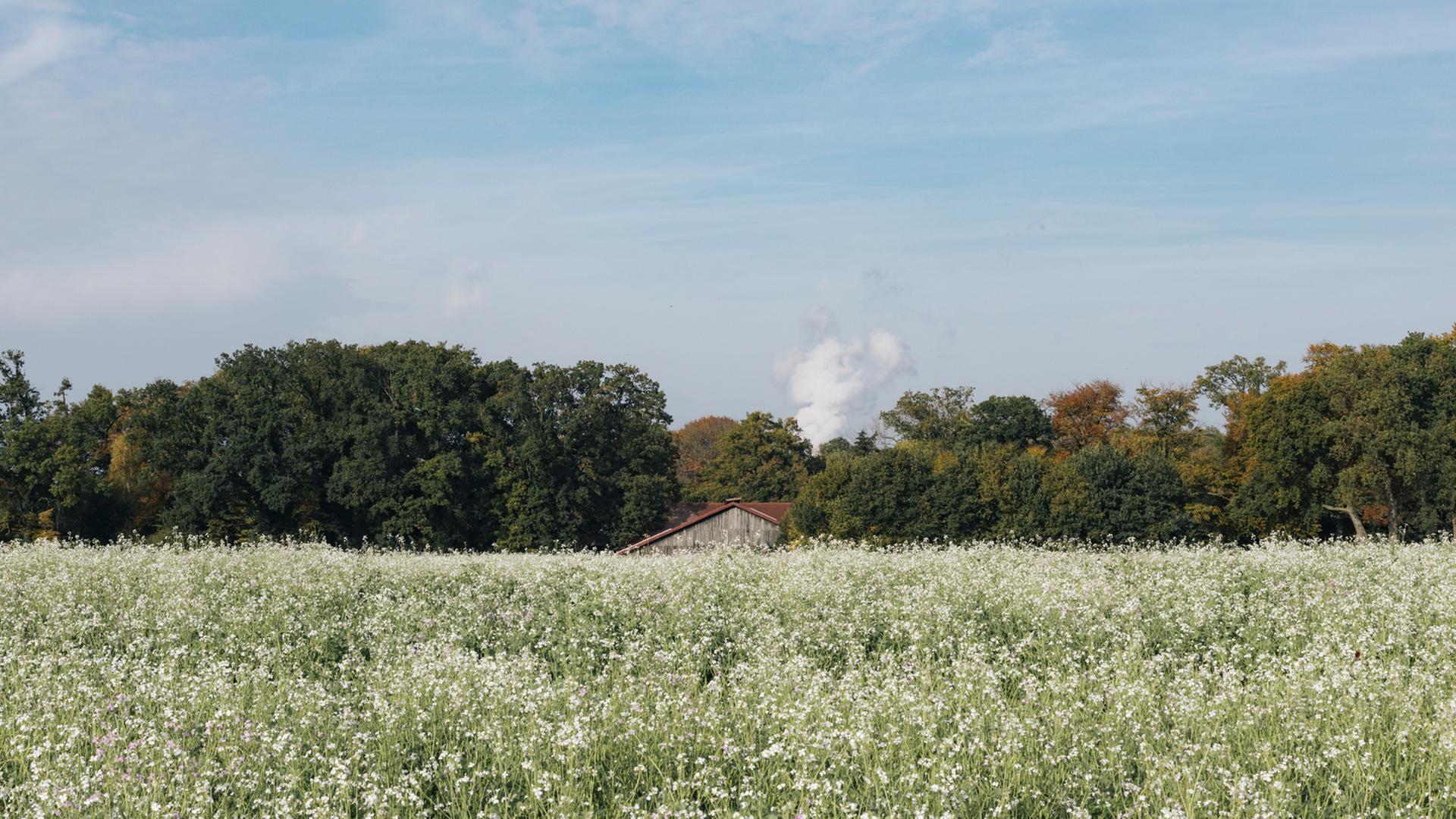 Ein Feld am Rand von Lingen mit der Dampfwolke des Kernkraftwerks Emsland hinter einer Baumreihe. Ein Feld am Rand von Lingen mit der Dampfwolke des Kernkraftwerks Emsland hinter einer Baumreihe.