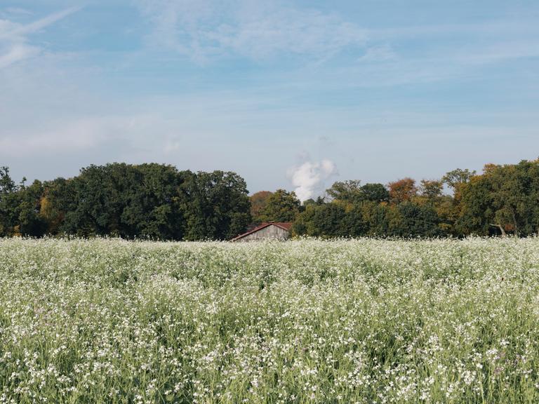 Ein Feld am Rand von Lingen mit der Dampfwolke des Kernkraftwerks Emsland hinter einer Baumreihe.