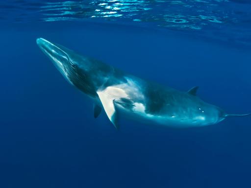 Dwarf Minke Whale (Balaenoptera acutorostrata). Ribbon Reefs - Great Barrier Reef - Queensland - Australia. thought to f