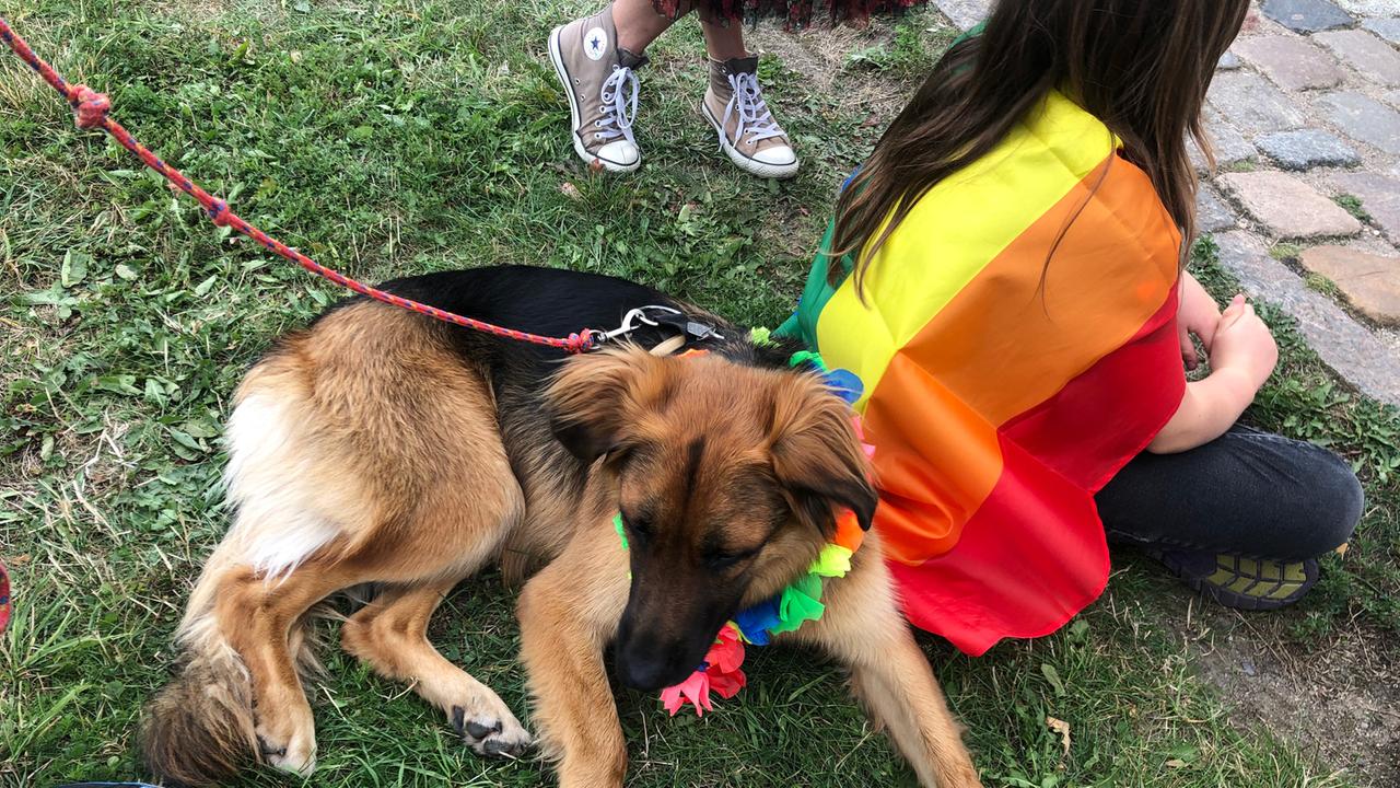 Auf einer Pride Parade in Danzig. Zu sehen: Ein kleiner Hund mit einem Schal in Regenbogenfarben, daneben ein Mädchen mit dem Rücken zum Hund, auf dem Rücken die Regenbogenfahne.