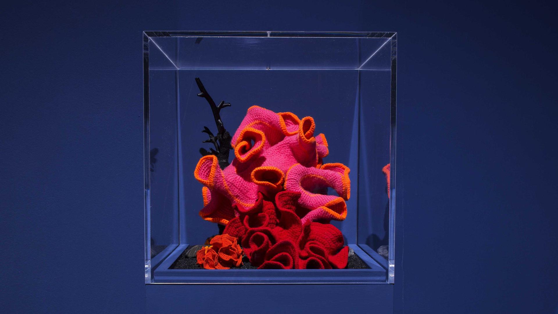 Vor blauem Hintergrund ist in einem Plexiglaskasten eine gehäkelte Koralle in orange, pink und rot zu sehen. Vor blauem Hintergrund ist in einem Plexiglaskasten eine gehäkelte Koralle in orange, pink und rot zu sehen.