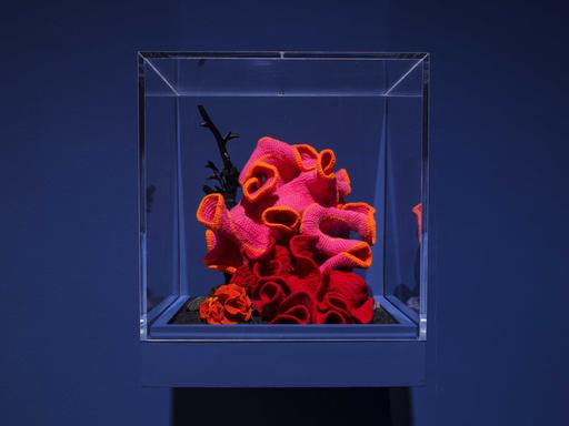 Vor blauem Hintergrund ist in einem Plexiglaskasten eine gehäkelte Koralle in orange, pink und rot zu sehen. 
