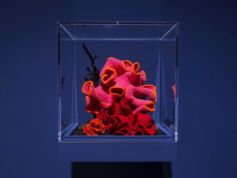Vor blauem Hintergrund ist in einem Plexiglaskasten eine gehäkelte Koralle in orange, pink und rot zu sehen. 