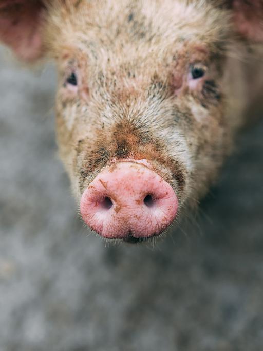 Schweine-Junge, Schweine-Prozess, Schweine-Utopie: Eine Tierfabel von Gwendoline Soublin. Zu sehen: Der Kopf eines schmutzigen Schweines schaut in die Kamera. 